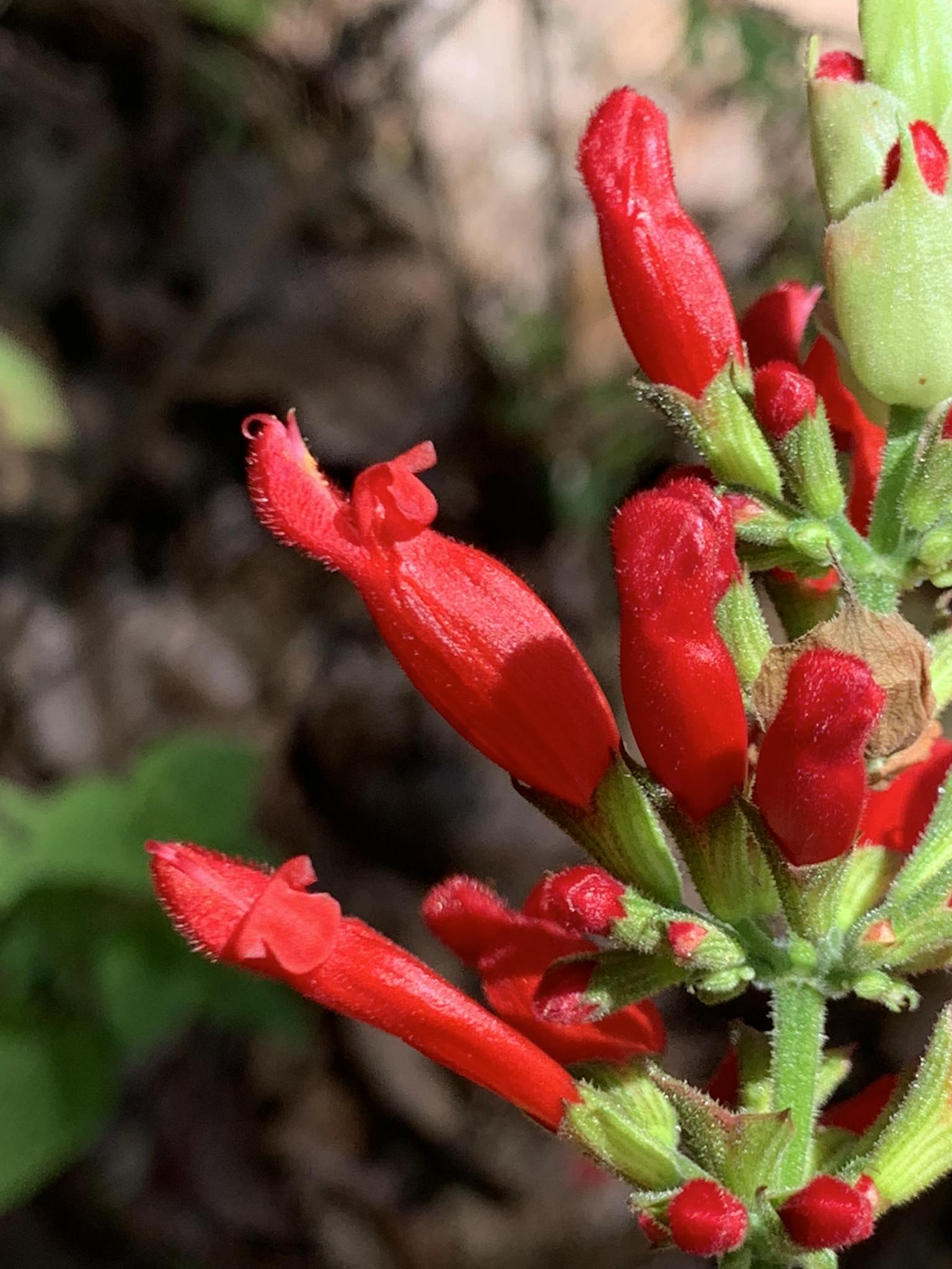 Salvia cinnabarina